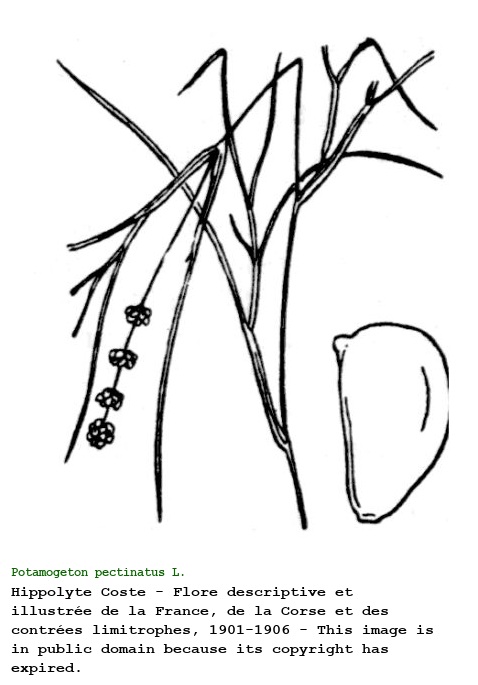 Potamogeton pectinatus L.